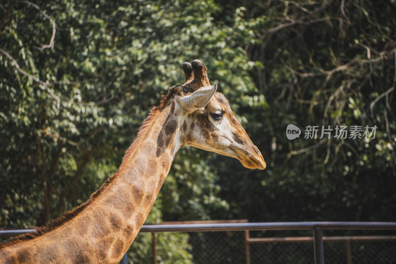 南京红山动物园里一只长颈鹿