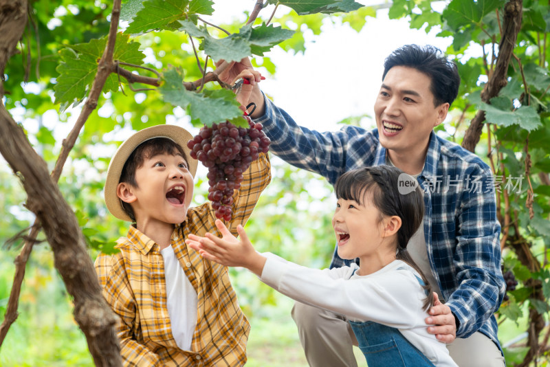 年轻家庭在果园采摘葡萄