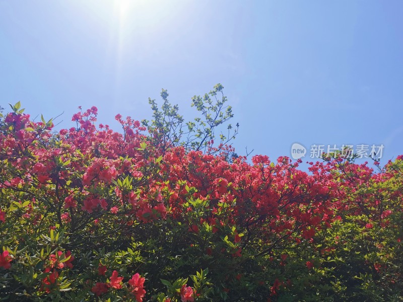 米兰云雾山杜鹃花