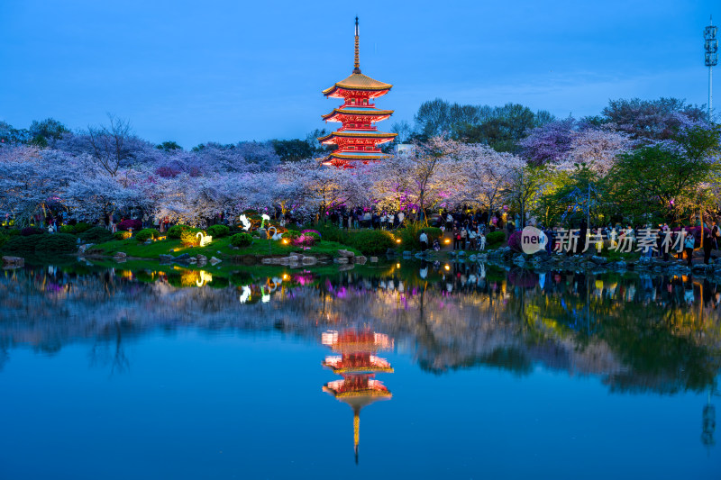 湖北武汉东湖樱园春季夜景风光