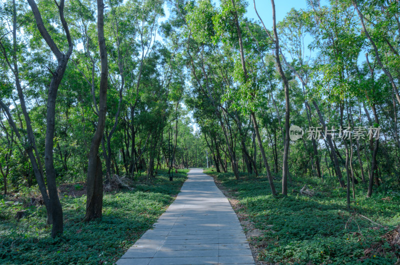 深圳铁仔山公园绿色树林林荫小路休闲步道