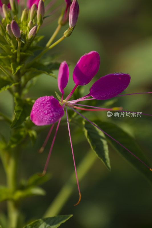 芬芳漂亮百合花