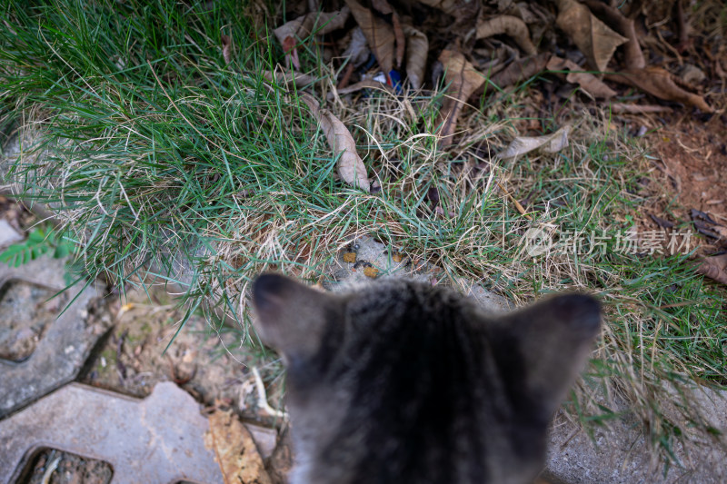 猫咪凝视草地上的昆虫