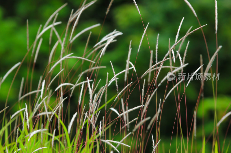 野草绿色背景素材