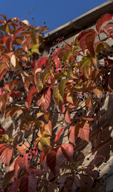 秋天爬山虎景色红叶