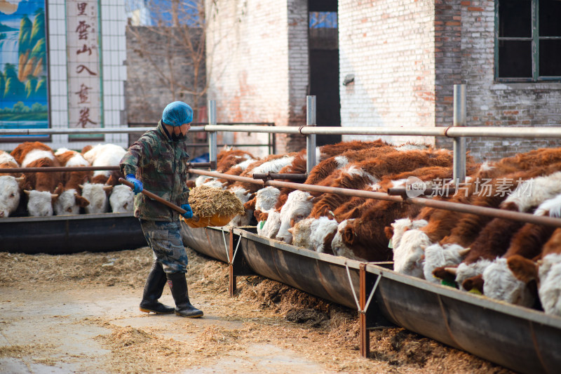 养牛工人正在给小牛喂饲料