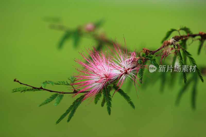 雨中的红合欢美蕊花朱缨花