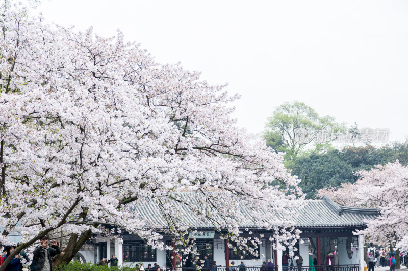 满树的樱花