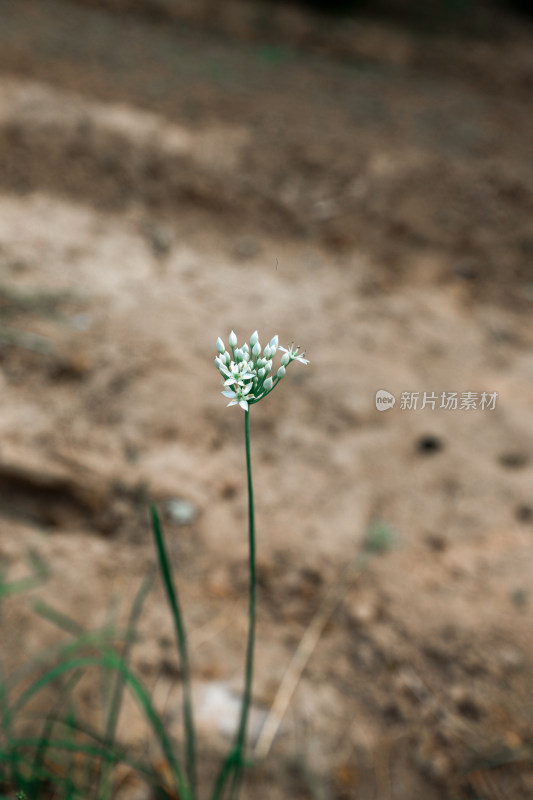 农村地里的韭菜韭菜花