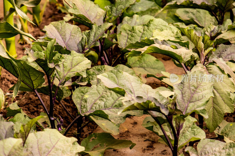 茄子苗菜地蔬菜植物田园田地