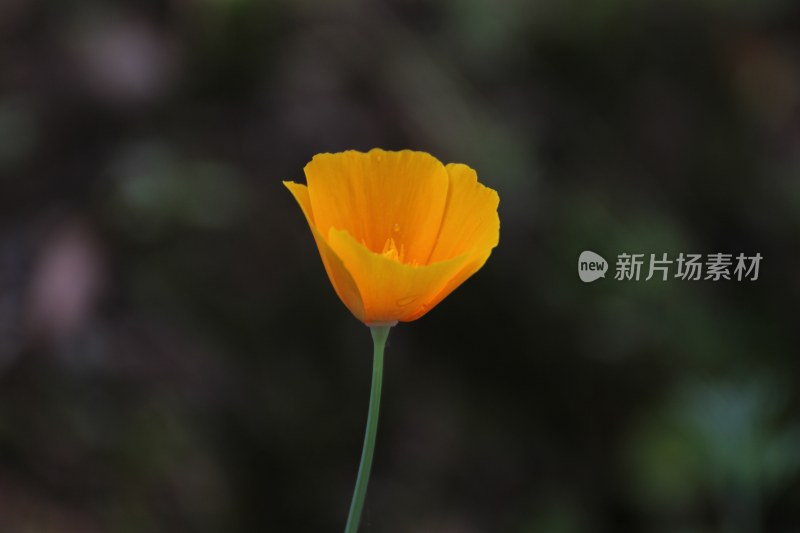 不知名的花朵