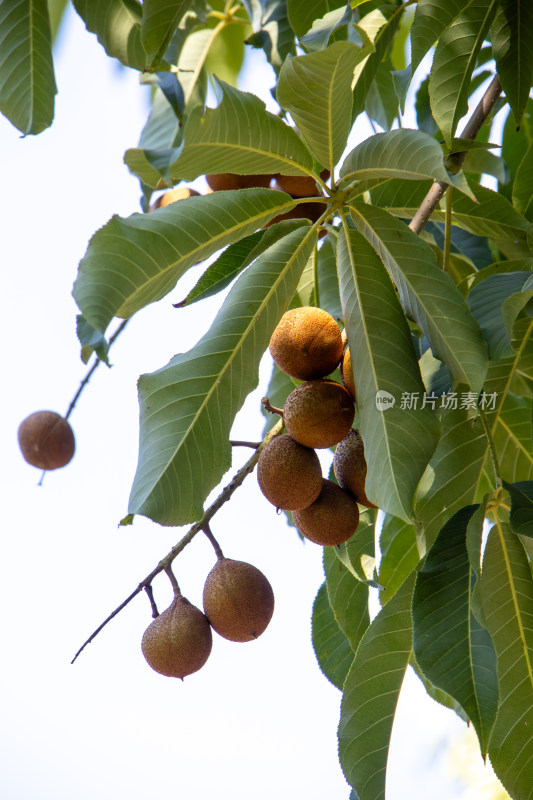 绿叶包围的七叶树果实特写