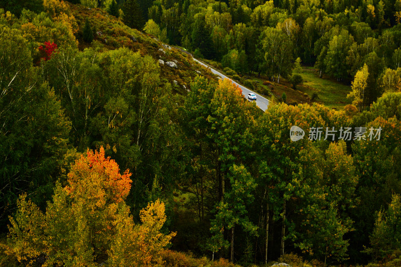 高山草甸森林