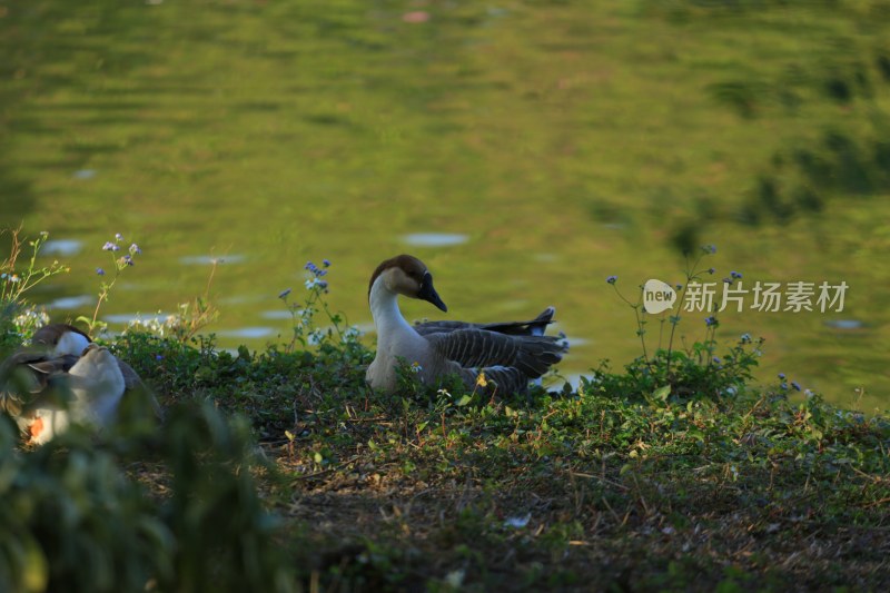 水边休憩的鹅