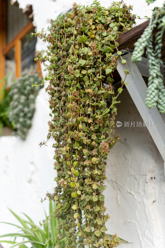 绿意盎然的垂蔓植物