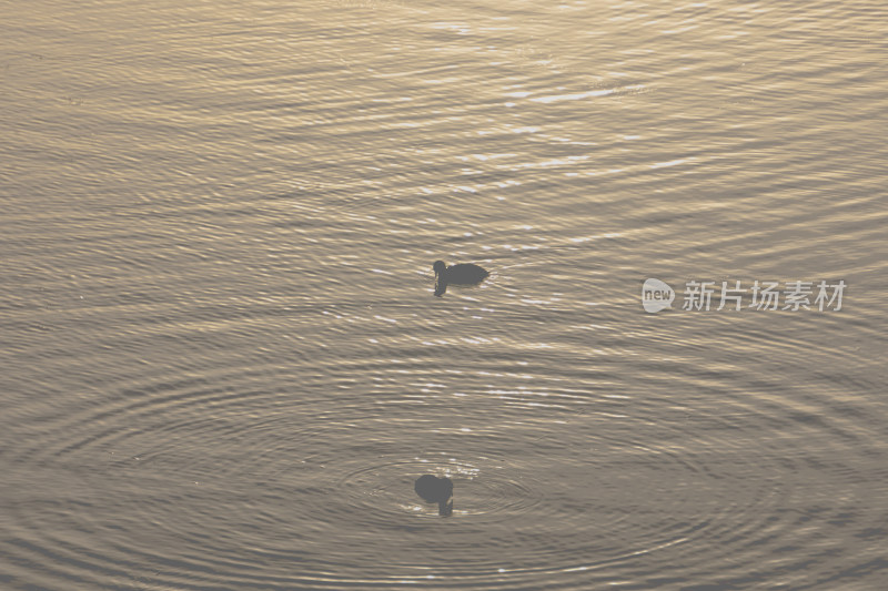 夕阳下金光闪闪的湖面上两只鸭子在游泳