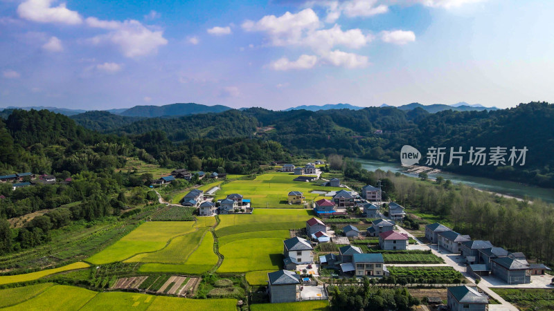 乡村稻田