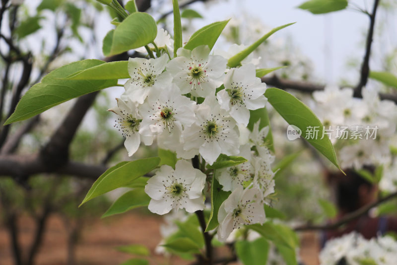 鲜花梨花盛开