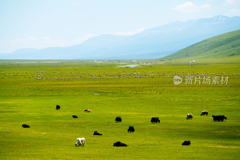 中国新疆伊犁巴音布鲁克草原上的牛羊
