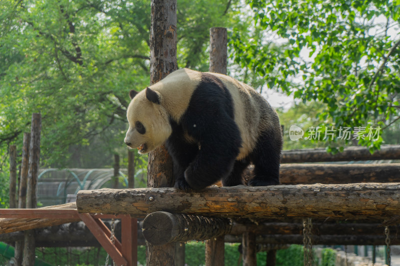 大熊猫在木架上行走