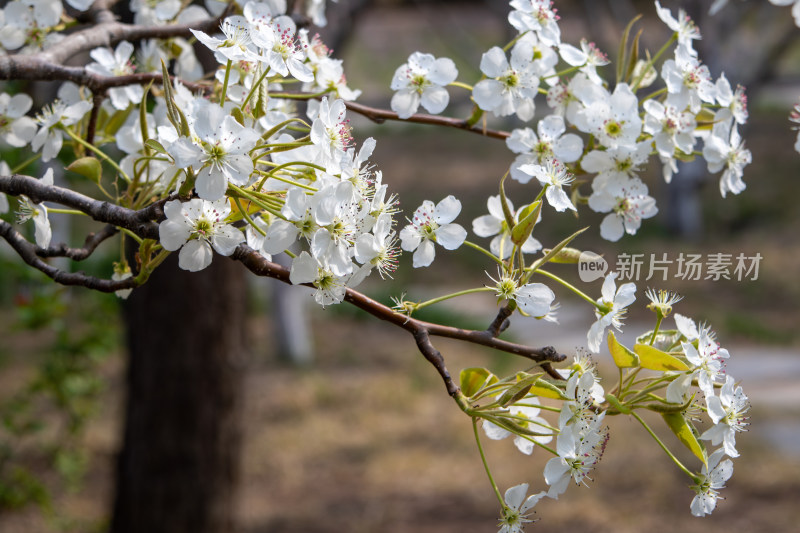 春天雪白色梨花枝头绽放花团锦簇