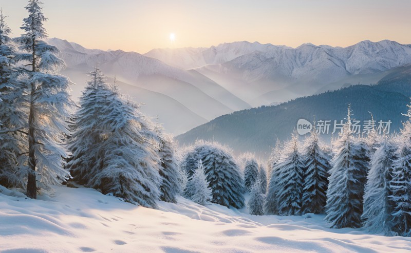 冬季森林白雪覆盖风景