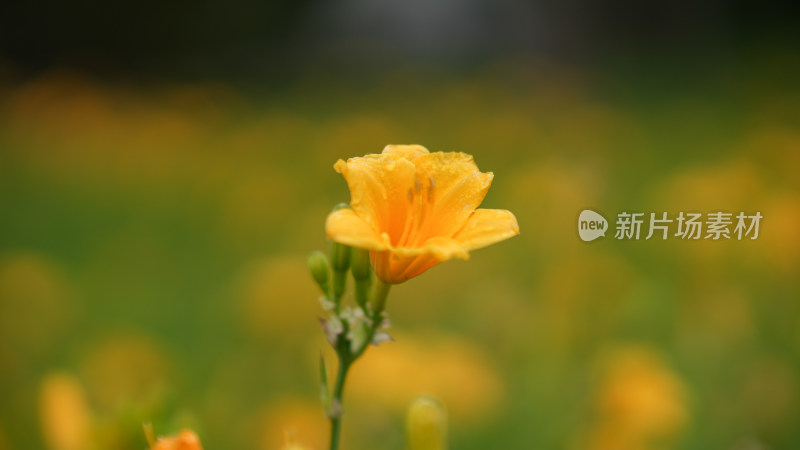 单朵黄色萱草花特写