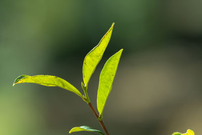 阳光下茶园里嫩绿的茶叶特写