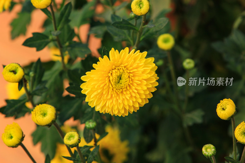 冬日暖阳下的菊花实拍花朵背景