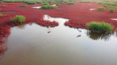 盘锦红海滩