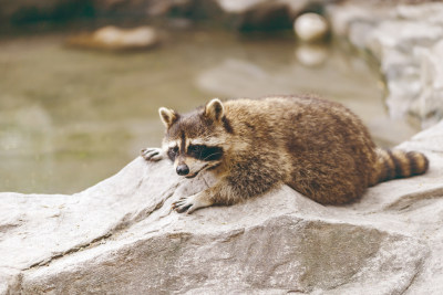 野生浣熊