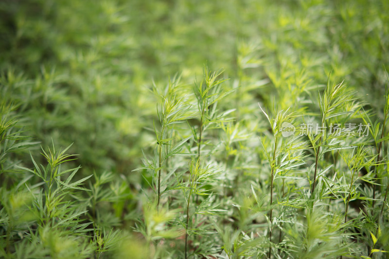 自然生长的小叶艾草