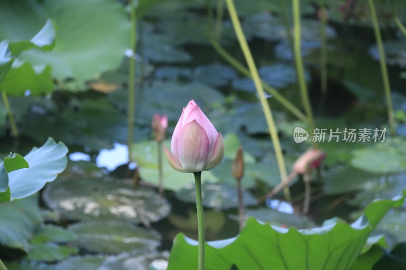 粉红色荷花 荷叶