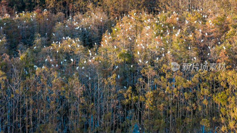 佛山顺德伦教大涌水杉林白鹭群