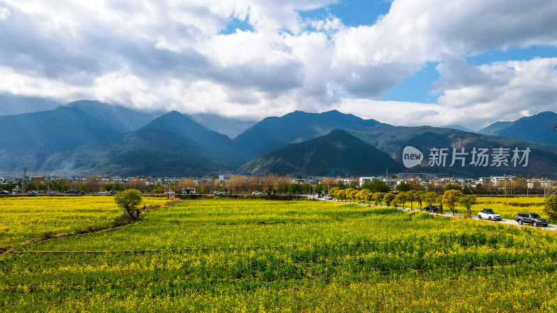 油菜花田与山