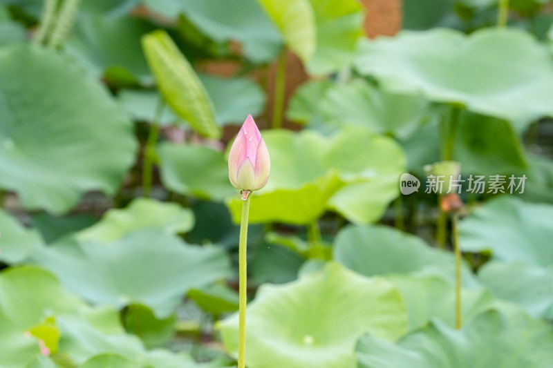 雨后的荷花