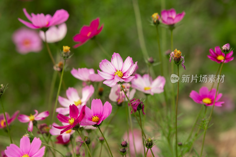 夕阳下的格桑花或波斯菊