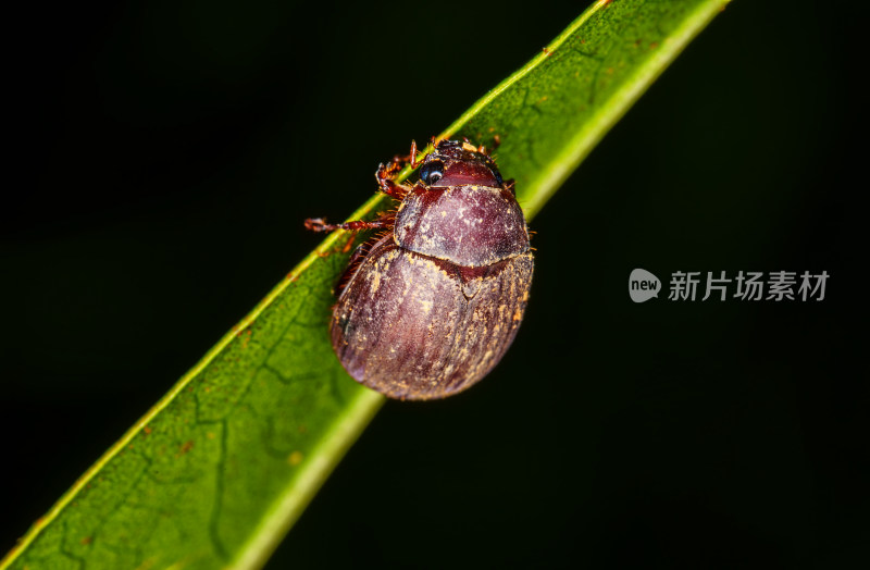 叶片上的台湾绒金龟