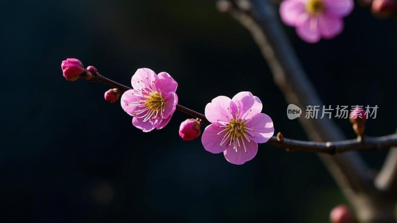 冬季梅花