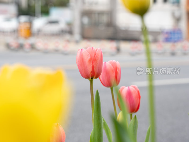 盛开的郁金香花