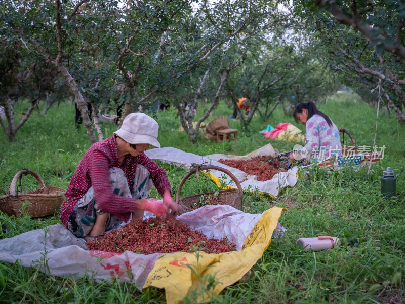 花椒种植丰收采摘高效农业