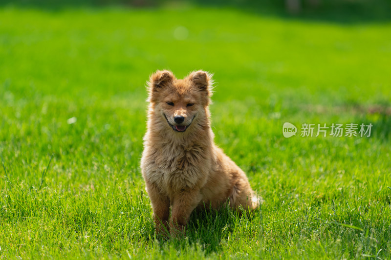 草地上的中华田园犬