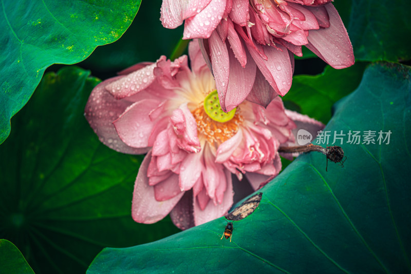 夏天雨后的荷花挂满水珠