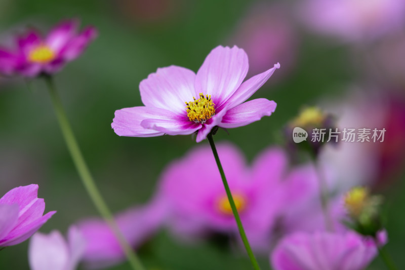 夕阳下的格桑花或波斯菊