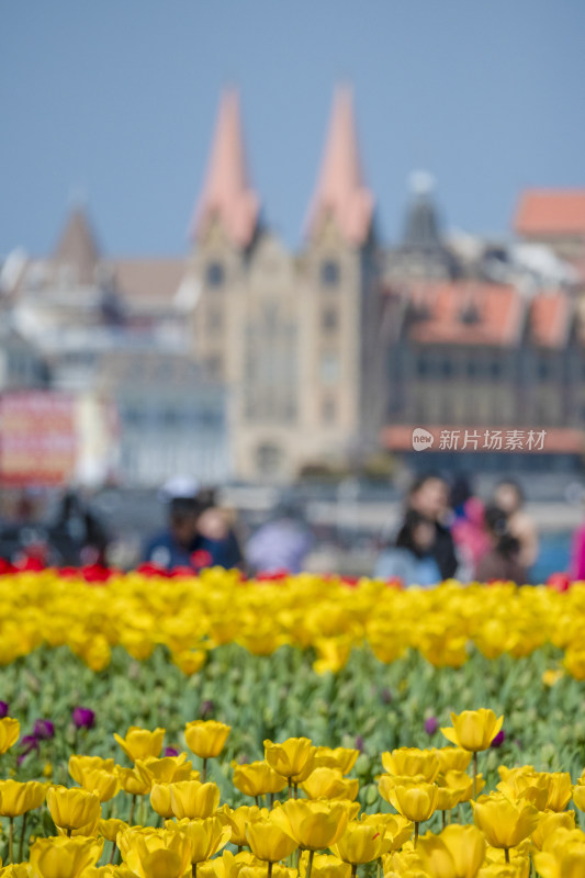 春天公园里盛开的郁金香花海自然风景