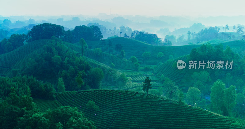 茶园茶山美丽乡村