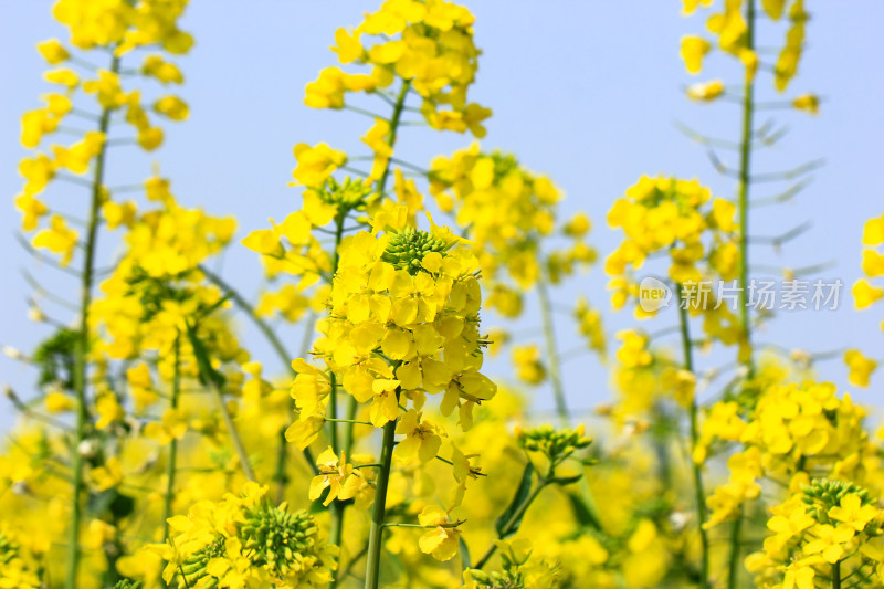 金灿灿的油菜花特写