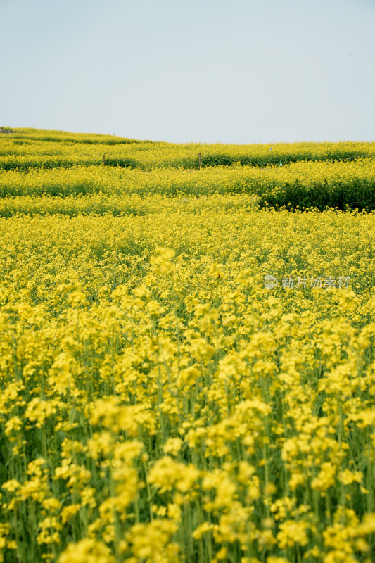 北京温榆河公园油菜花田