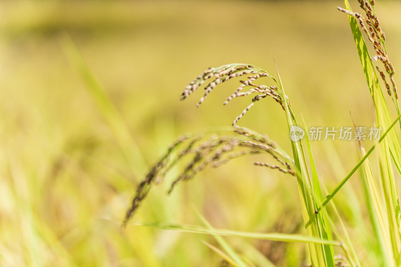 田园秋季成熟的麦田饱满金黄的稻穗