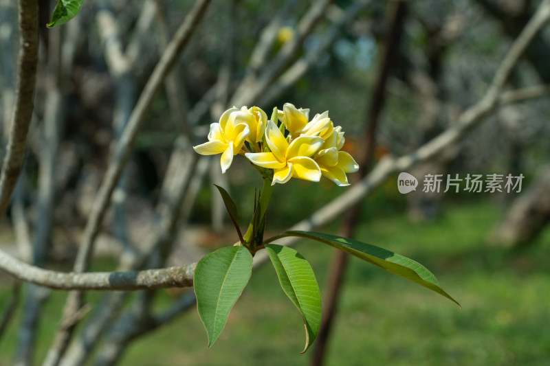 盛开的鸡蛋花